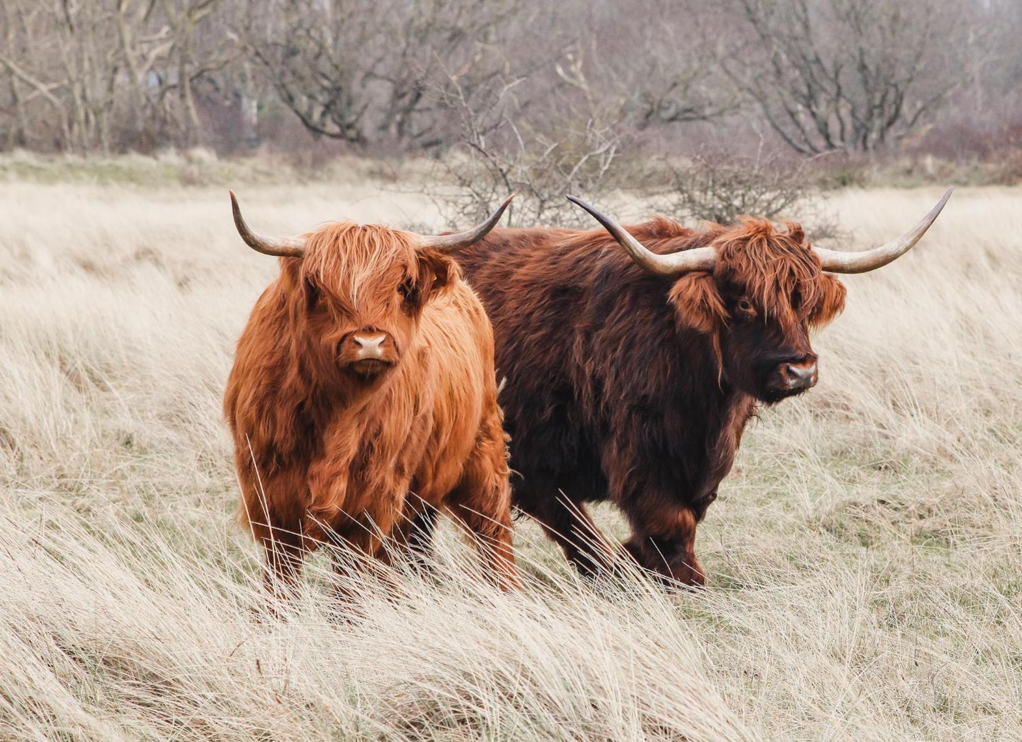 Zoomers Aan Het Bos Кастрикюм Экстерьер фото